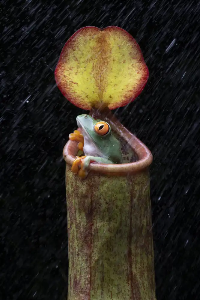 Setiadi, Ajar: der Frosch und Nepenthes