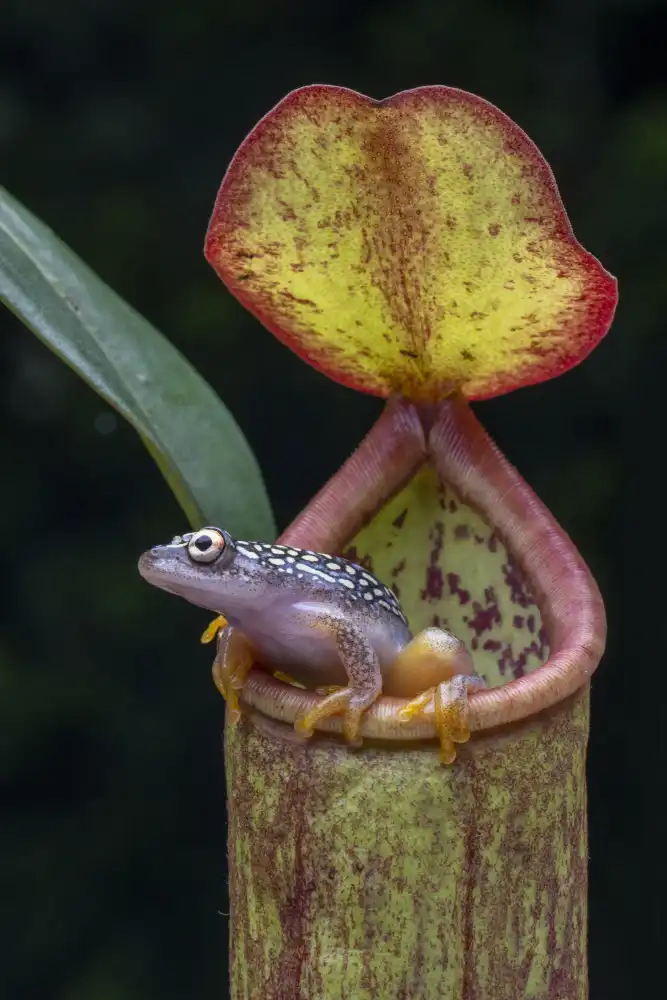 Setiadi, Ajar: Der Frosch und Nepentes 2