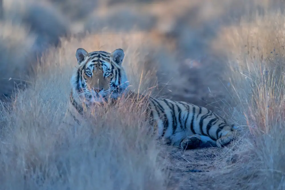 LI, MIN: Bella tigre mattutina