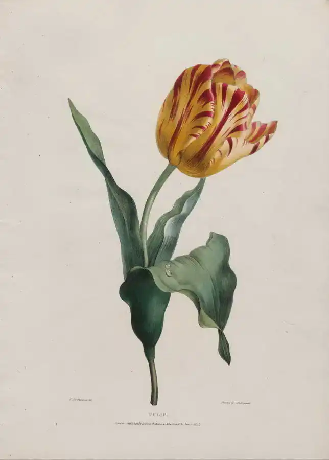 Bartholomew, Valentine: Tulipán