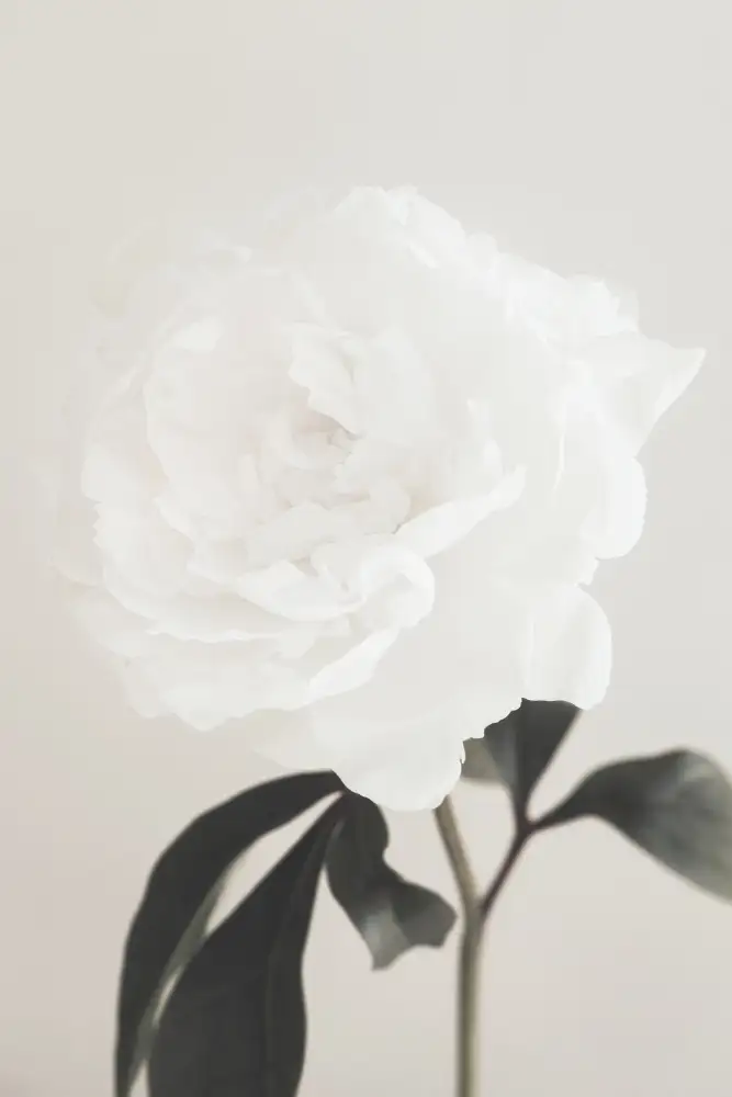 Studio, Pictufy: Pivoine 03