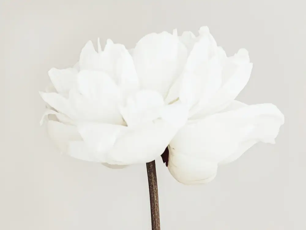 Studio, Pictufy: Peonia 11