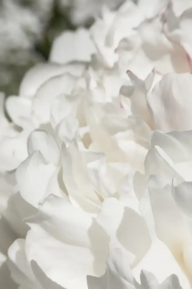 Studio, Pictufy: Peonia 20
