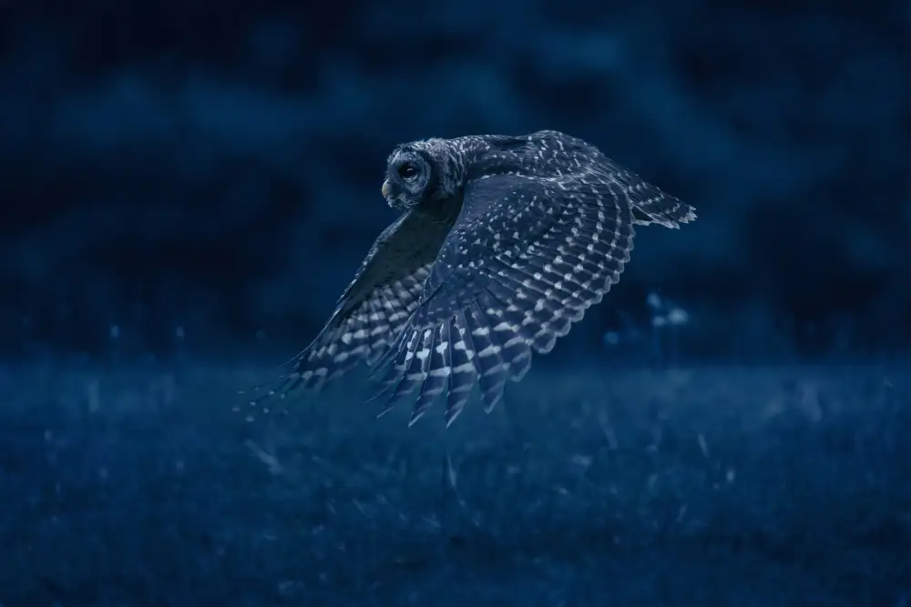 Li, Rob: Patrouille de nuit