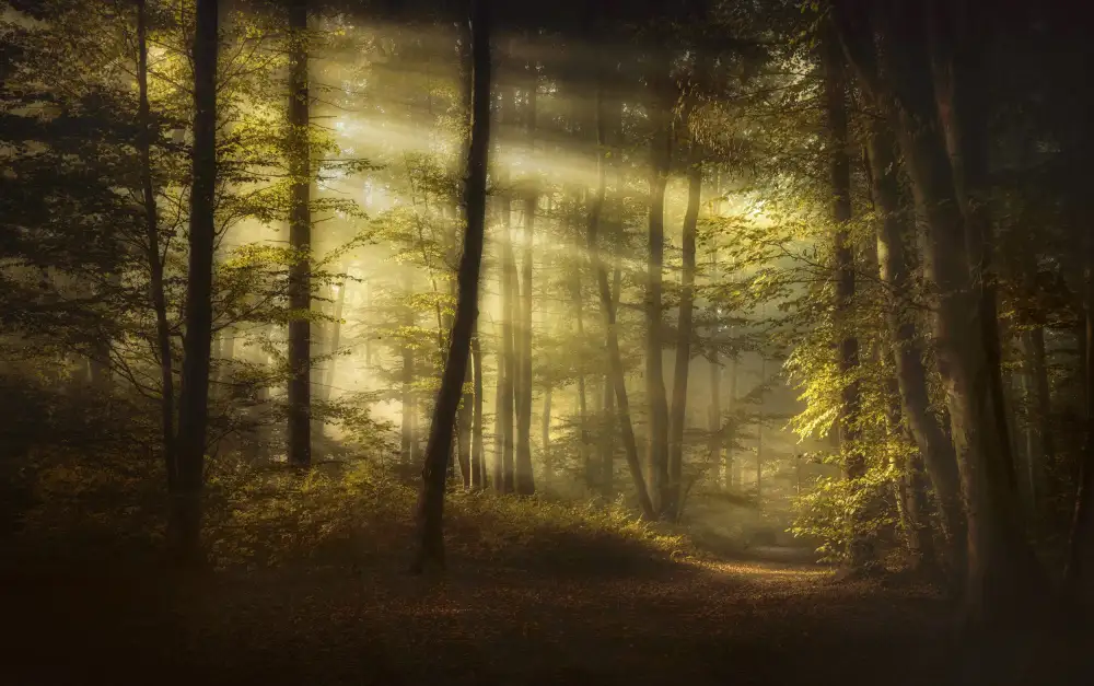 Maier, Norbert: Herbstlicher Morgen