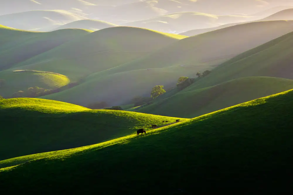 Mao, Dianne: Luce pomeridiana sulle colline
