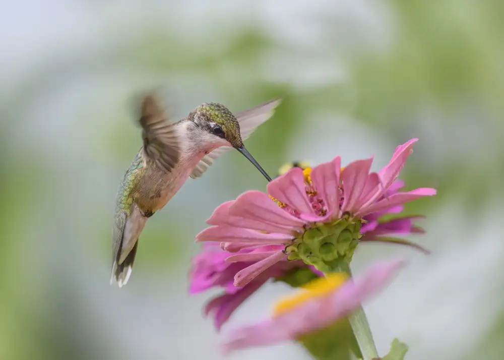 Chen, Li: Colibrí garganta de rubí juvenil