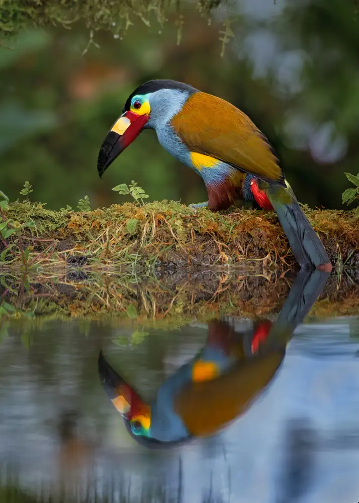 Wei, and Siyu: Tucano di montagna dal becco a piastre