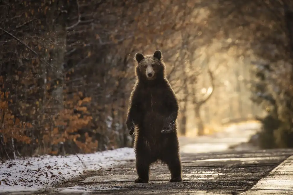 Mirica, Dan: L'orso