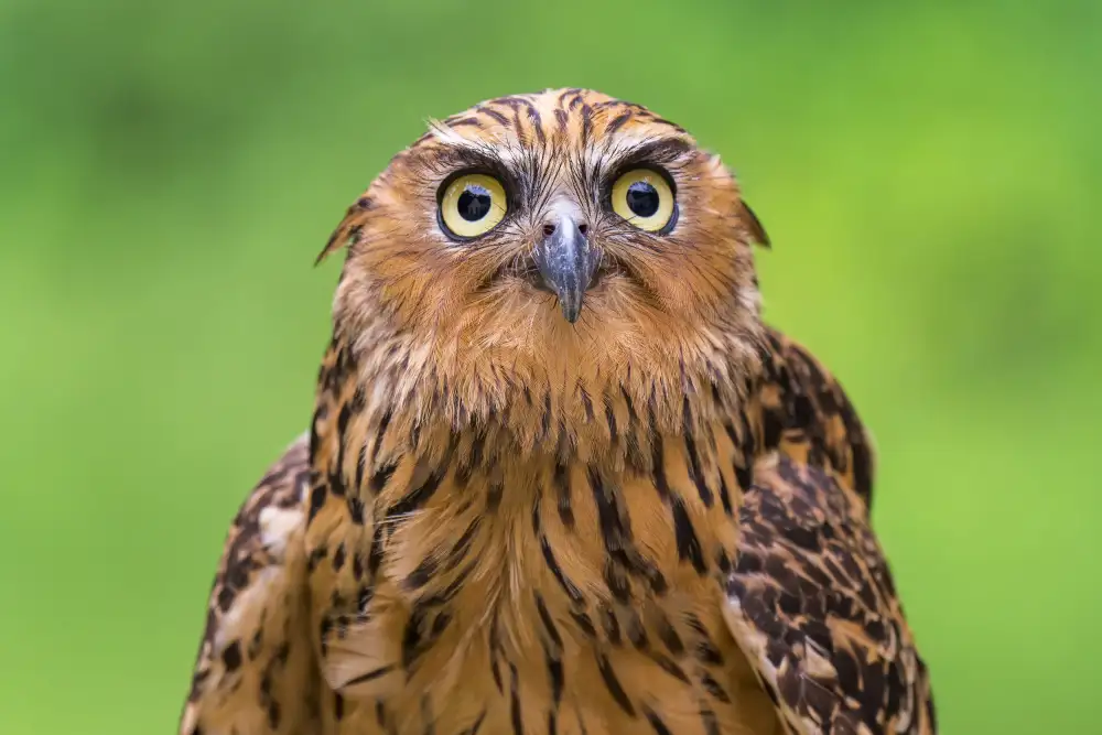 Mun, Lip Chong: Portrét Buffy Fish Owl