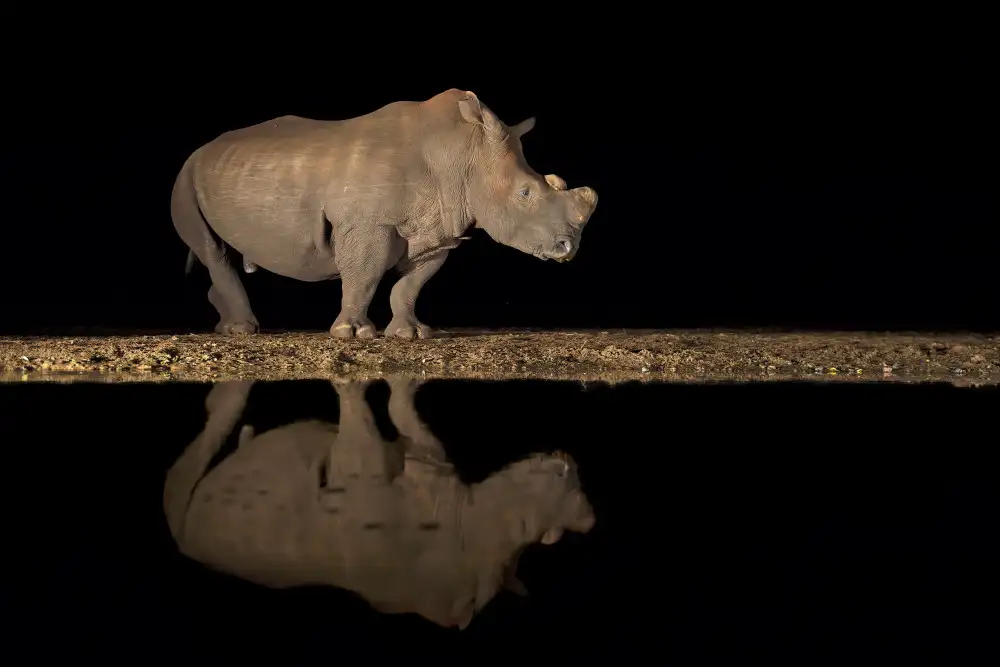 Pozzi, Marco: Nashorn