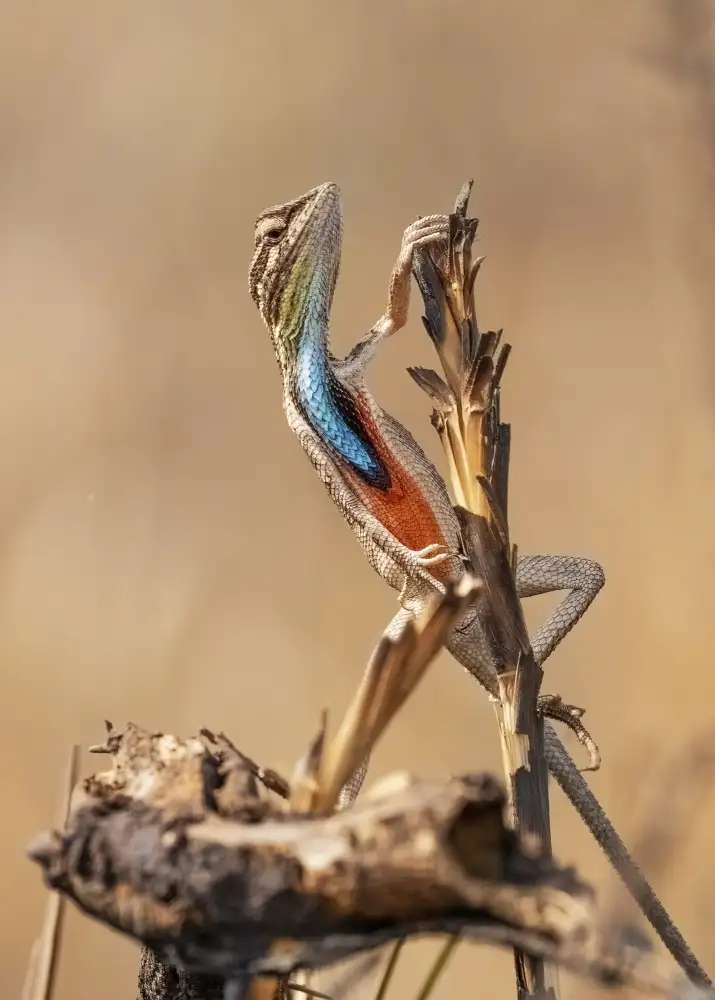 Dhanorkar, Saurabh: ¡Lagarto garganta de abanico en concierto!