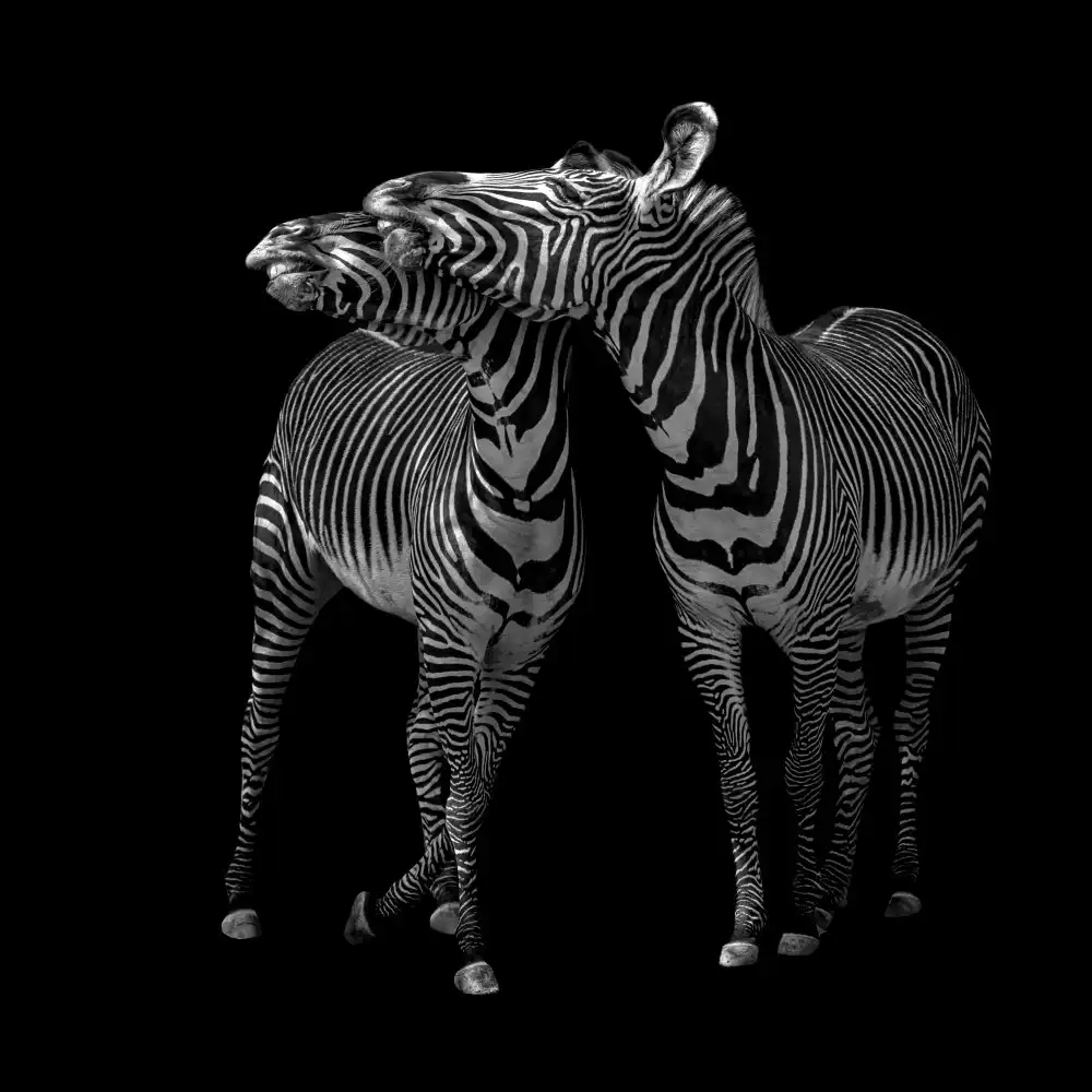 Tsikiridis, Georgios: Le zebre ballano