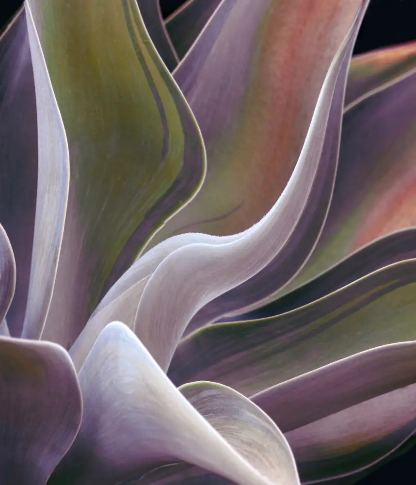 Wechsler, Robin: Estratto di estate dell'agave