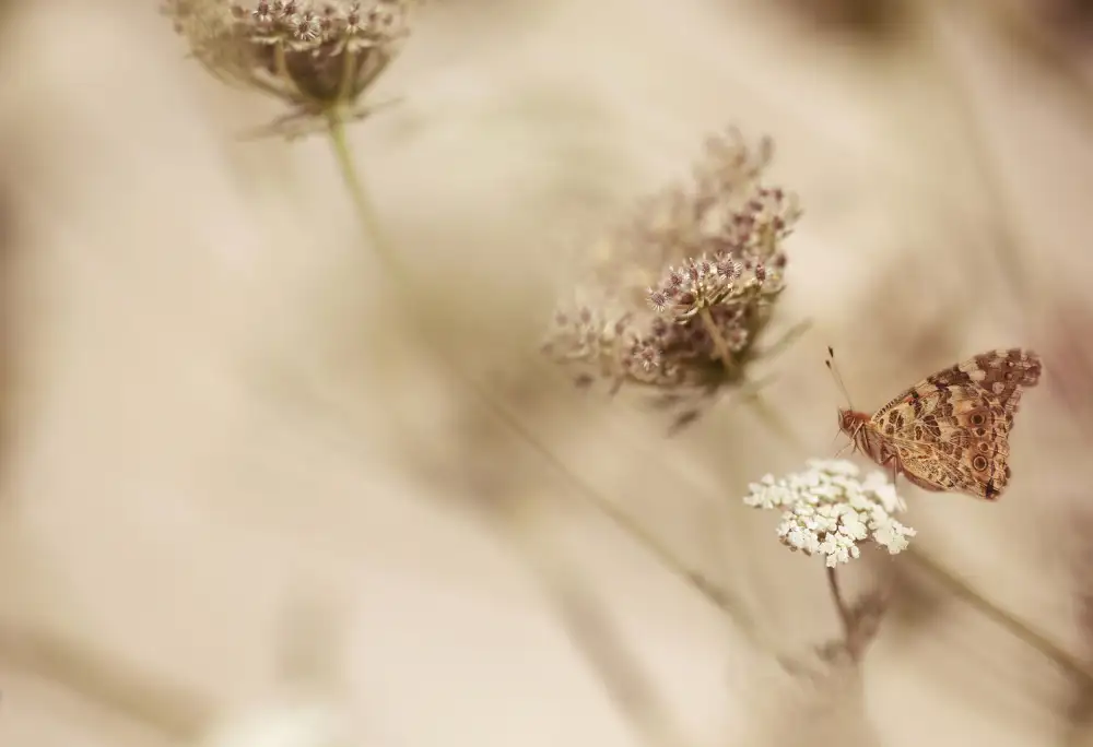 Deelen, van Ellen: Schmetterling