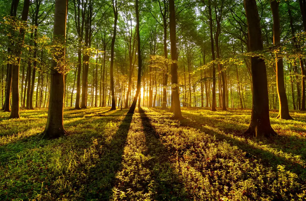 keller: Waldlicht