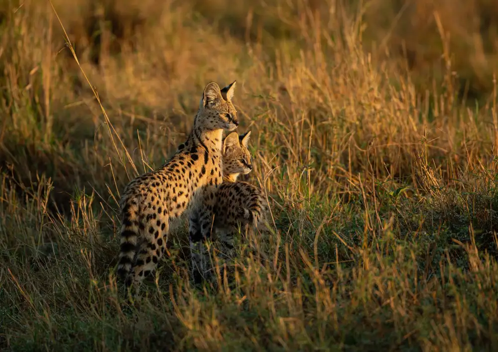 Marx, Jaco: SERVAL FAMILIE