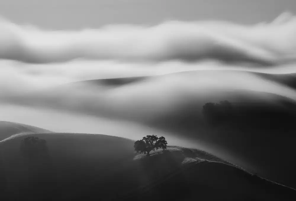 Mao, Dianne: Un albero nella nebbia
