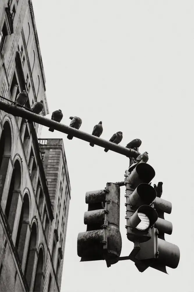 Martin, Rikard: Colombe di New York