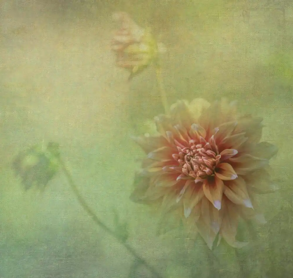 Tseng, Judy: Dahlien
