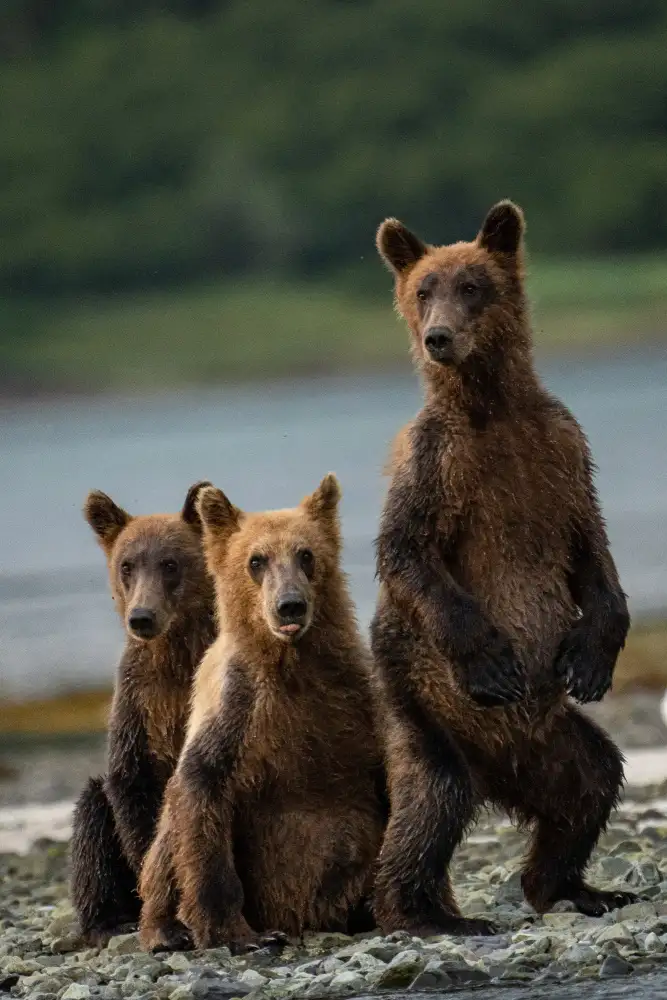 Gill, Barbara: Senti qualcosa?