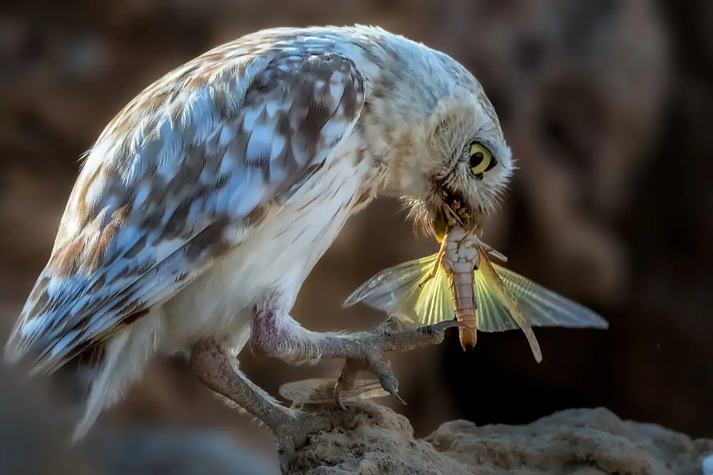 Allam, Abdelkader: Guckende Eule,die Libelle frisst