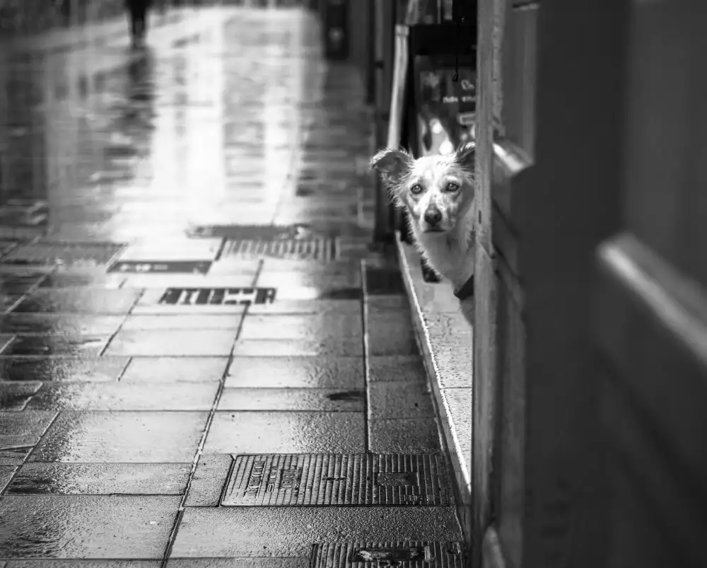 Alviani, Montserrat: Pluie