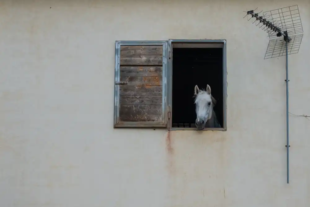 Grifantini, Lorenzo: Das Fenster