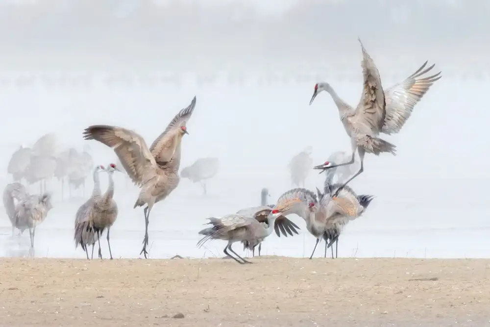 Zuo, Jun: Dancing in The Foggy Morning