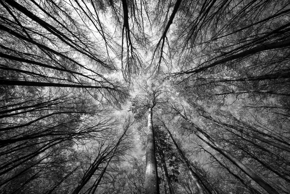 Kožuh, Primož: Forest