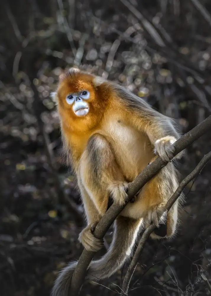 Liu, Ren Raymond: The Golden Snub -nosed Monkey