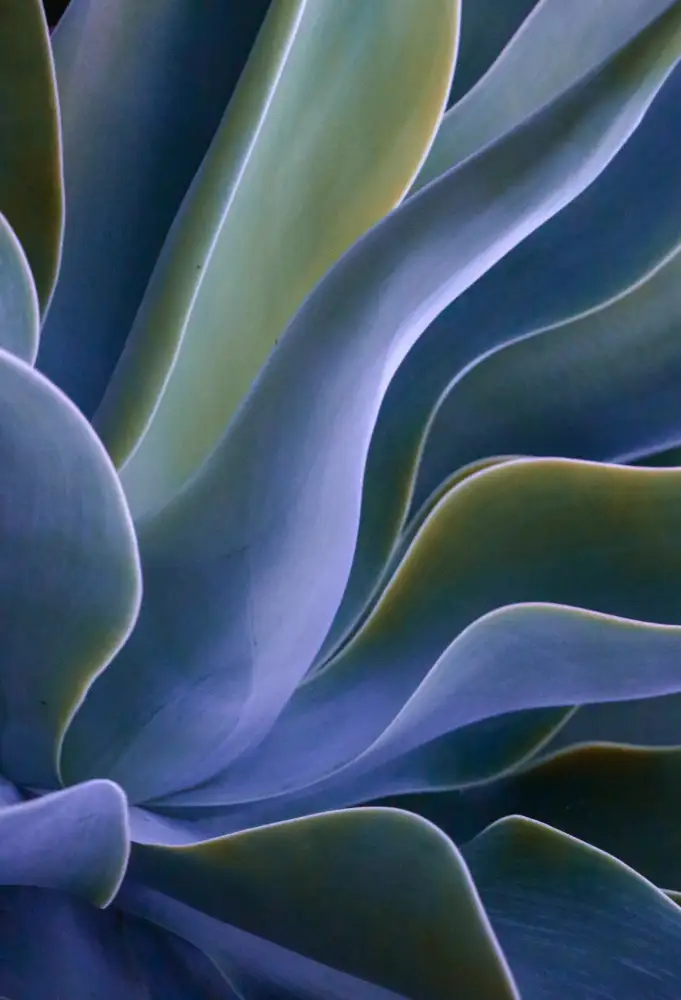 Wechsler, Robin: Blues dell'agave