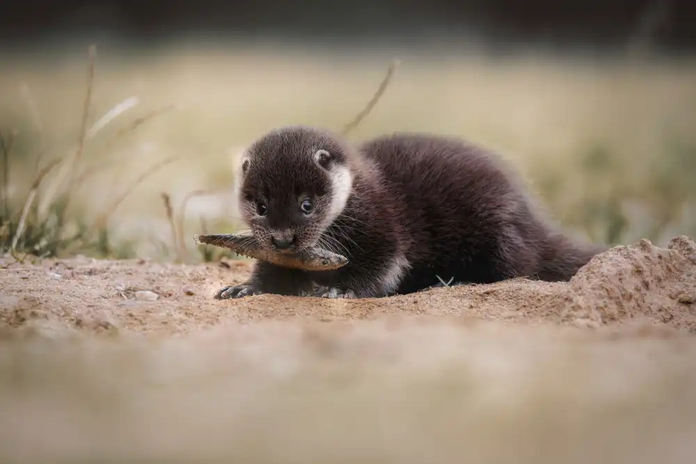 Firešová, Michaela: Junger Flussotter