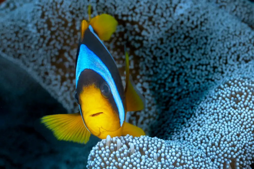 Melesan, Serge: Ritratto di pesce pagliaccio