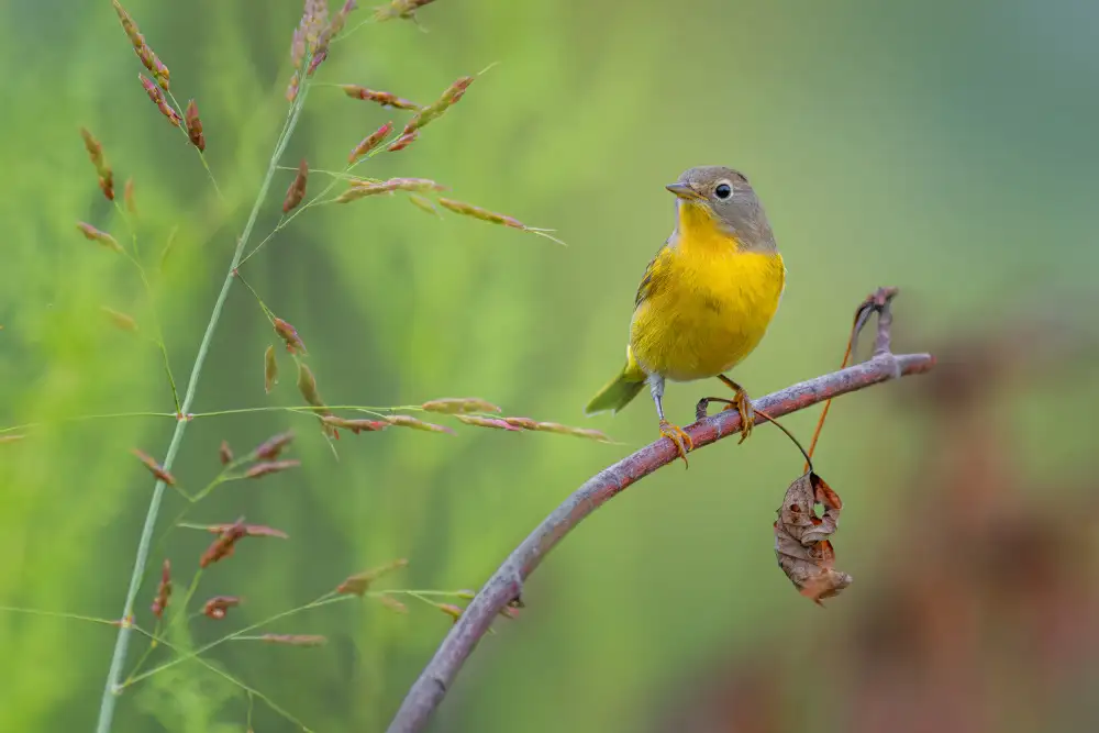Xu, Jian: Nashville warbler
