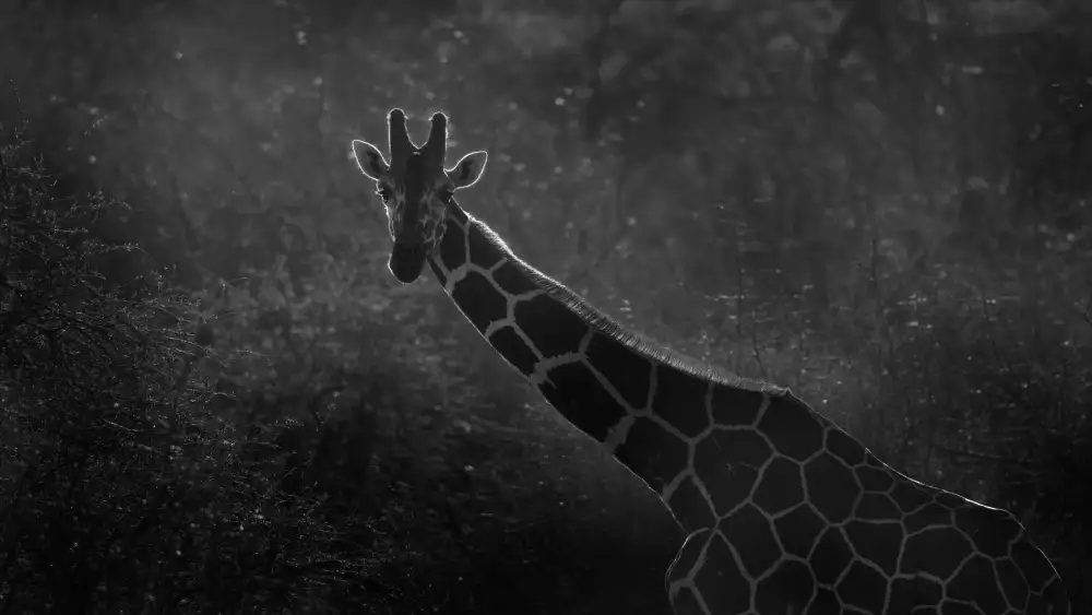 LI, MIN: Giraffa mattutina