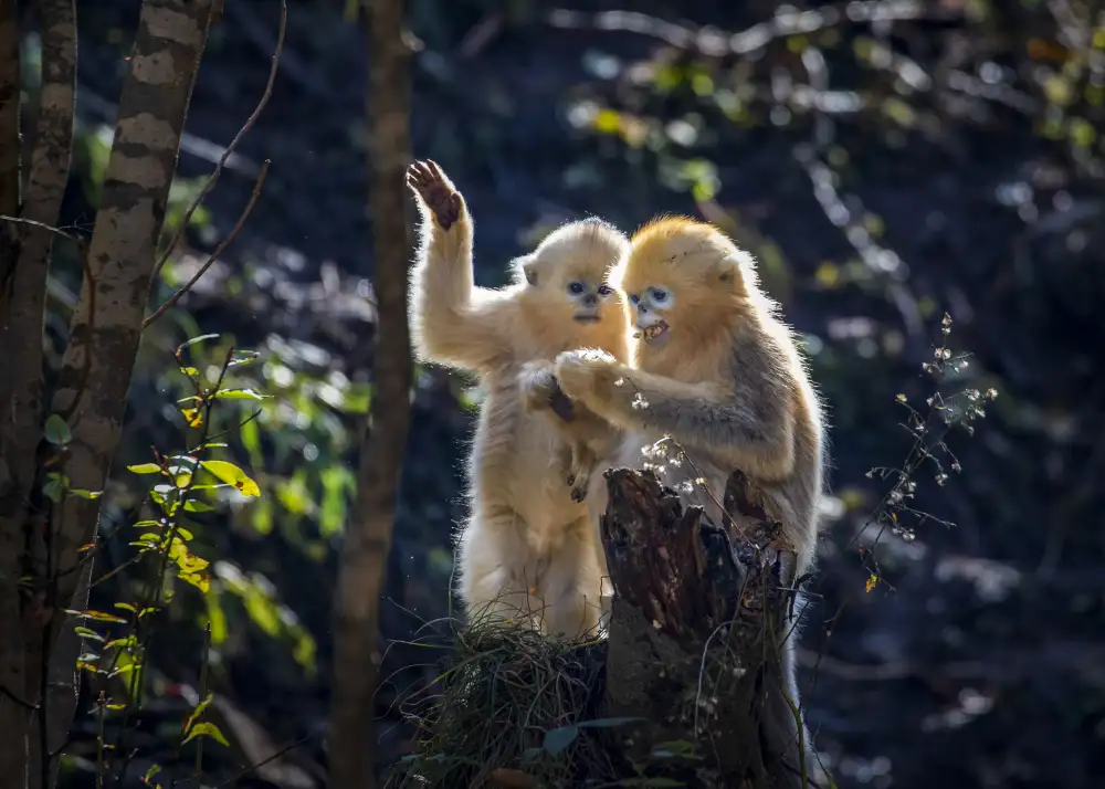 Liu, Ren Raymond: Two Curious Little Golden Monkeys