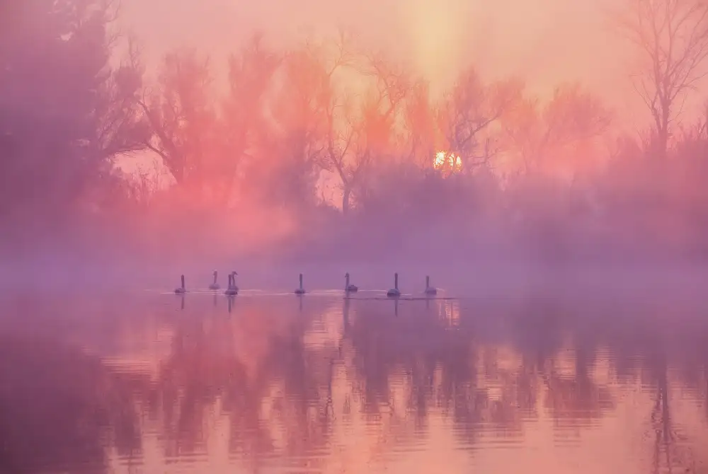 Liu, Wei: Lever du soleil sur le lac des cygnes