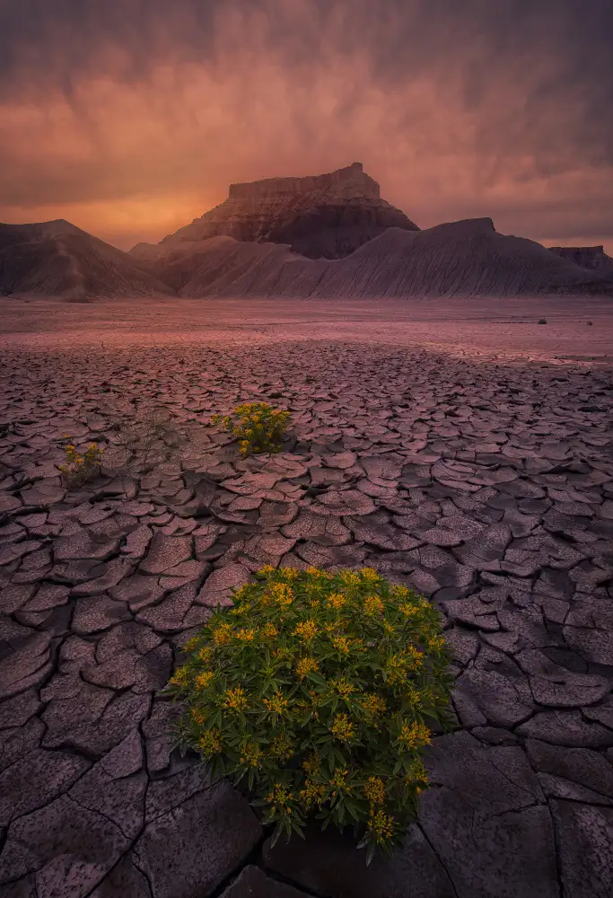 May, G.: Fiori del deserto