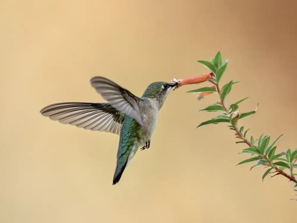 Hu, Mei: colibrì