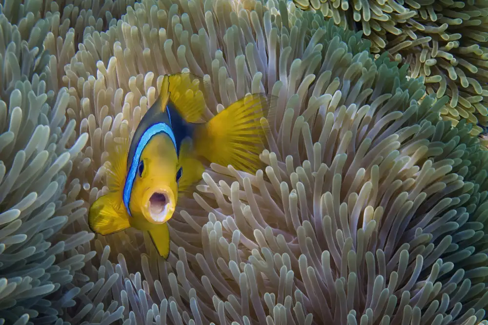 Guillemot, Mathilde: Némo - Amphiprion Bicinctus