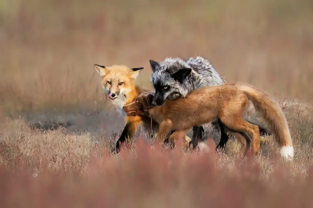 Zuo, Jun: Fox Family
