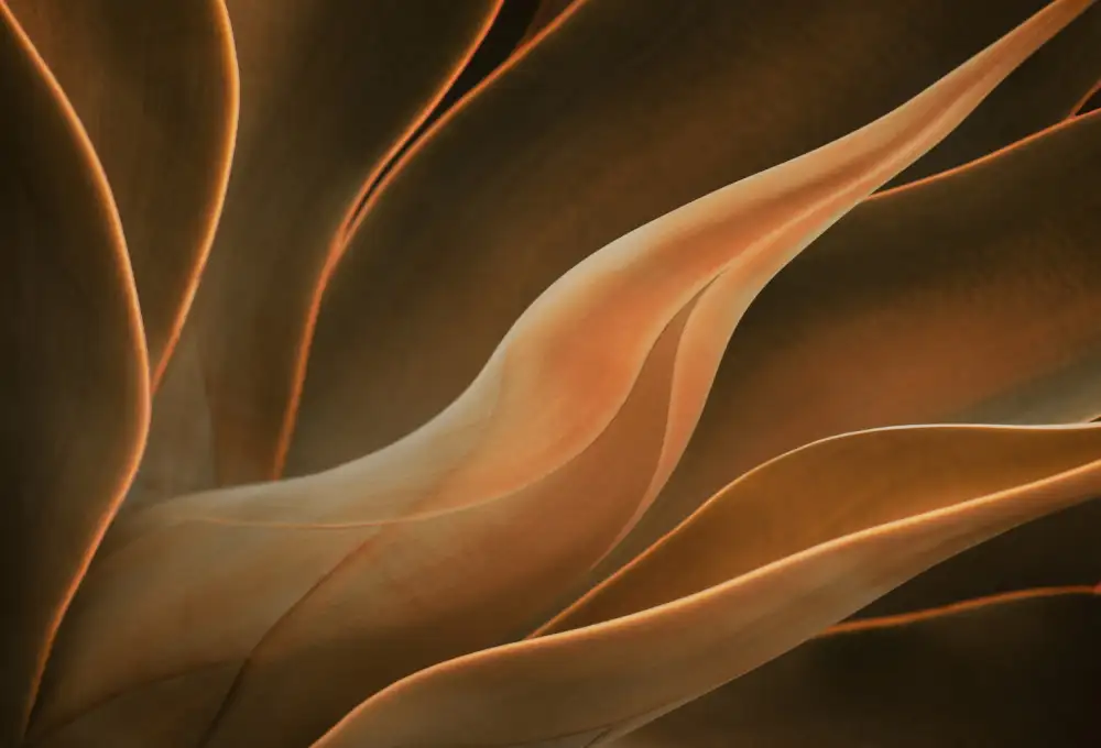 Wechsler, Robin: Agave di coda di volpe all'inizio dell'autunno