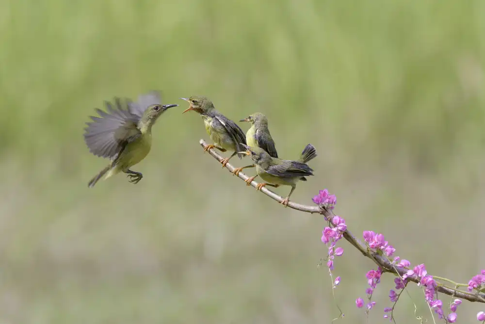 Oesin, Dikky: Feeding time