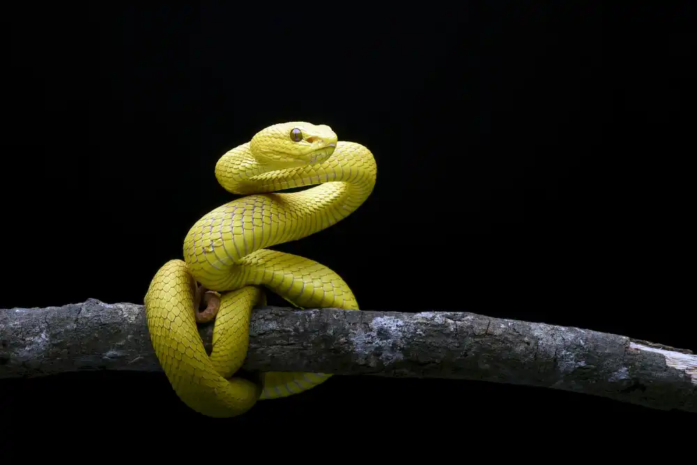 Oesin, Dikky: Yellow white_lipped viper