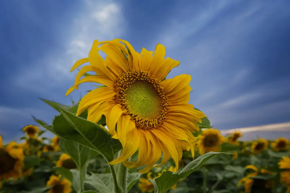 Chen, Ming: Girasole in fiore