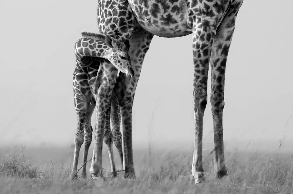 LI, MIN: Bambino e mamma