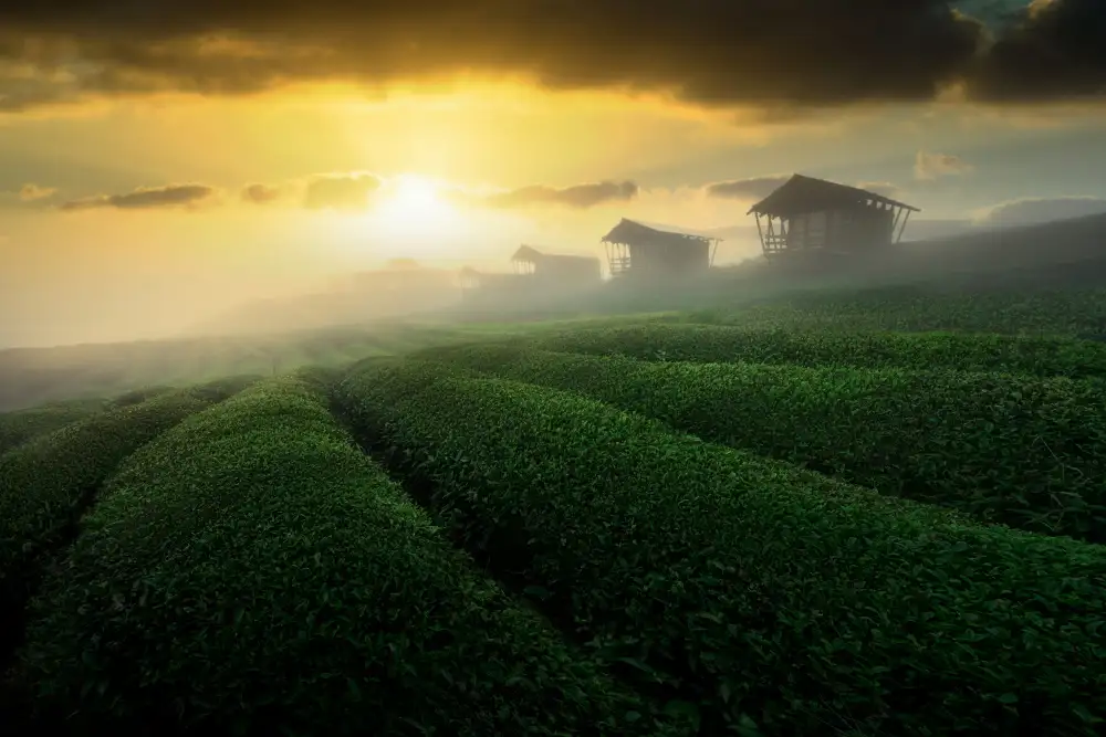 Ye, NingYun: nebliger Sonnenaufgang im Teegarten