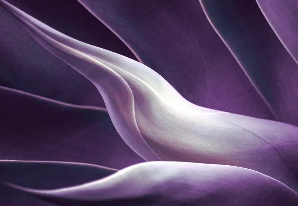 Wechsler, Robin: Fondu au violet