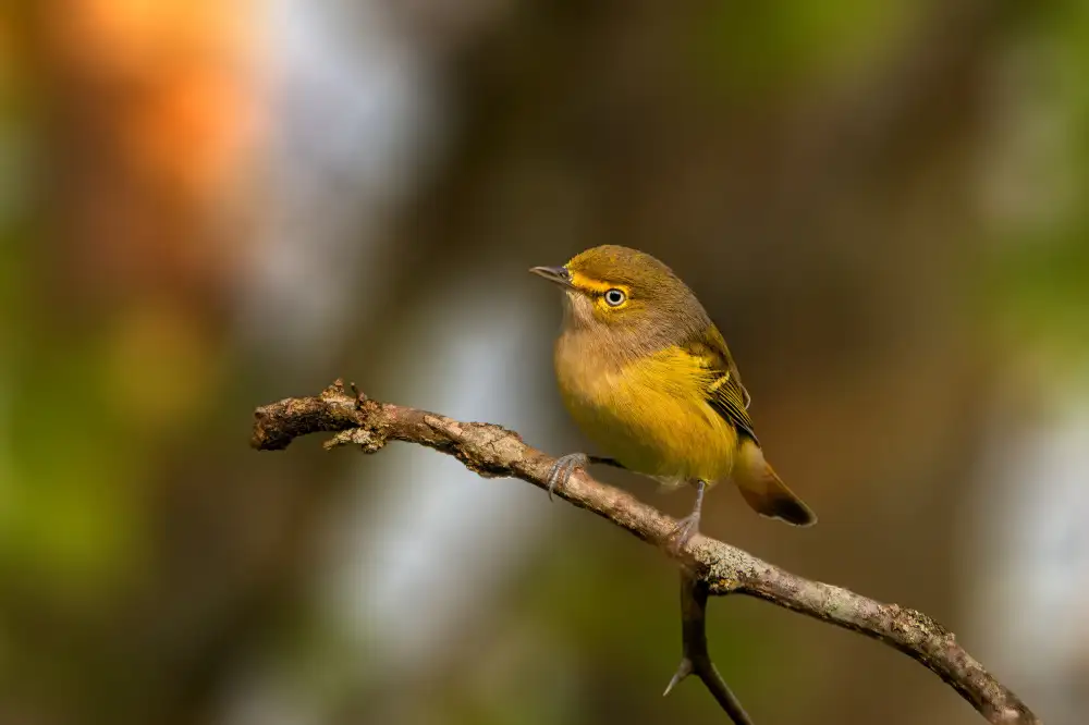 Xu, Jian: Weißäugiger Vireo
